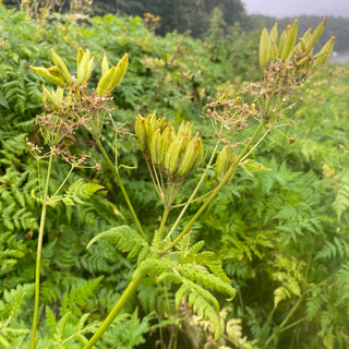 Sweet Cicely (Myrrhis odorata)