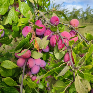 Picking Plums in a changing climate