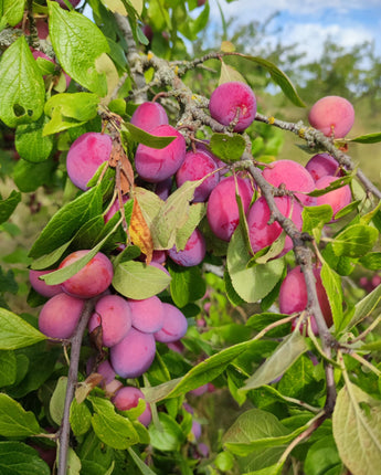 Victoria Plum Jam