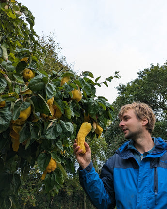 Quince Preserve